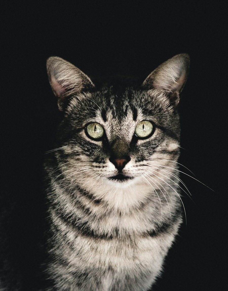 Grijze kat met groene ogen