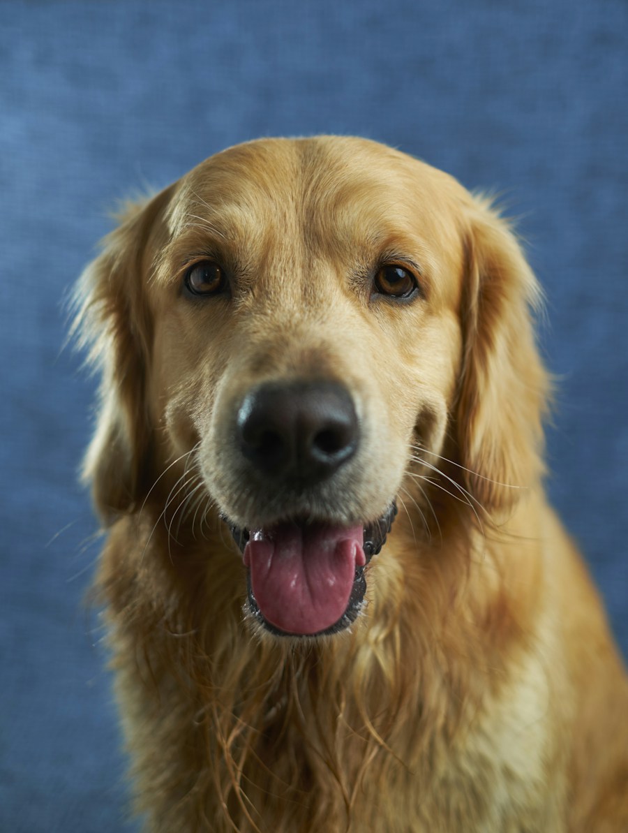 Golden retriever met een nieuwsgierige blik